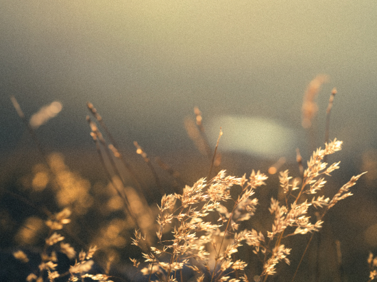 Plantes des montagnes
