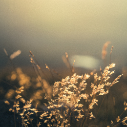 Plantes des montagnes